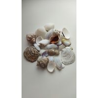 Ракушки морские.