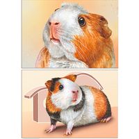 Морская свинка. Из серии "Домашние питомцы". Открытки, глянец