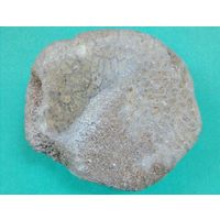 Окаменелость древнейшая!!