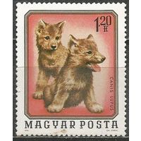 Венгрия. Лесные звери. Волчата. 1976г. Mi#3101.