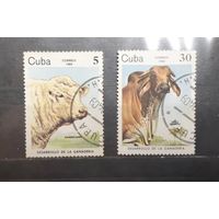 Куба. 1984 год. Фауна. Коровы (546)