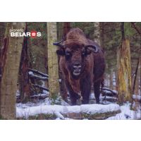 "Планета Беларусь" 2022 посткроссинг фауна зубр