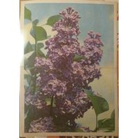 Почтовые карточки СССР