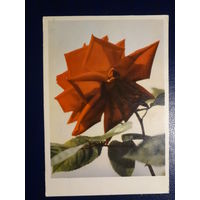 Красная роза.  1962 г.  подписанная.