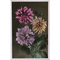 Подписанная открытка 1958г. "Георгины" фото М. Лайвант