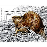1996 БЕЛАРУСЬ   блок Бобр MNH