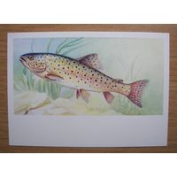 Карточка. Рыбы Беларуси. Форель ручьева (стронга).