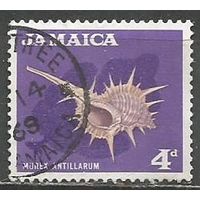 Ямайка. Молюск Иглянка. 1964г. Mi#224.