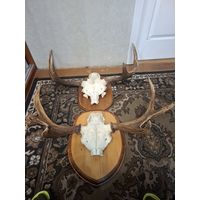 Рога лося 2 пары