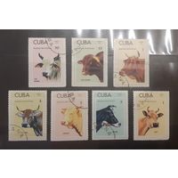 Куба. 1973 год. Фауна. Коровы (486)