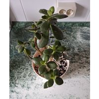 Денежное дерево-толстянка