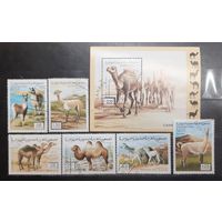 Сахара. 1996 год. Фауна. Ламы, верблюды (блок и 6 марок) (1221)