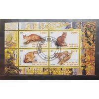 Бурунди. 2011 год. Фауна. Дикие кошки. Блок (1047)