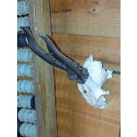 Рога . Распродажа 50 лотов с рубля !