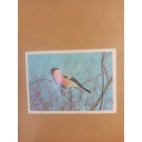 Календарь 1990 Снегирь