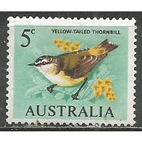 Австралия. Птицы. Шипоклювка. 1966г. Mi#362.