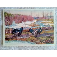 Сидоров. Тетеревиный ток