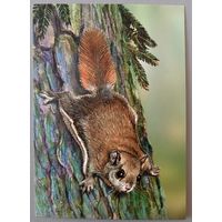 Обыкновенная летяга. Грызуны. Открытка