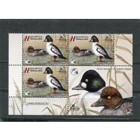 Беларусь 2016. Птица года. Гоголь обыкновенный. Квартблок с купоном