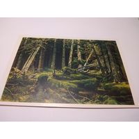 Открытка 1903г. И. И. Шишкин. Бурелом.