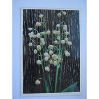 Ландыши. двойная. большой формат.