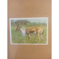 Календарь 1990 Антилопа