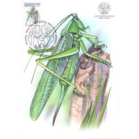 Беларусь 2025 Дикая природа фауна насекомые картмаксимум кузнечик