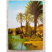 Алжир. Оазис