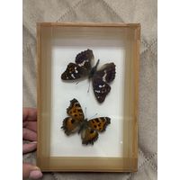 Бабочки под стеклом