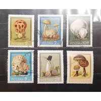 Польша. 1980 год. Флора. Грибы (963)