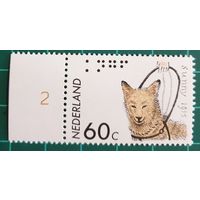 1985 год - 50-летие Королевской организации собак-гида Нидерланды