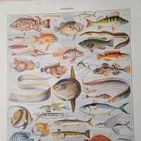 РЫБЫ.   Энциклопедическая гравюра. Франция нач.20в.  31х24см.