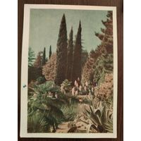 Друскининкай 1955. Чистая