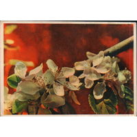 Чистая открытка 1962г. "Яблоня цветет" фото Л. Раскин