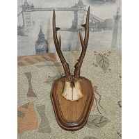 Рога косули