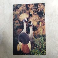 Открытка. Венценосные журавли. Фото Смирнова. 1985 год.