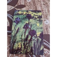 Календарик,цветы,ссср,укрвина,1989