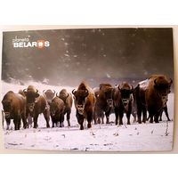 Серия "Планета Беларусь". Зубры. Открытка, глянец