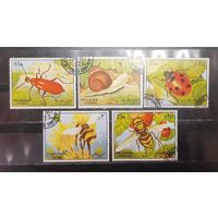 Шарджа. Фауна. Насекомые (1275)