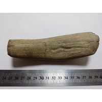 Древняя кость в виде инструмента (скребок)?