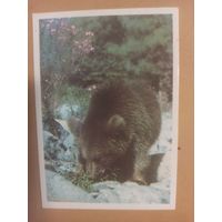 Календарь 1990 Медведь