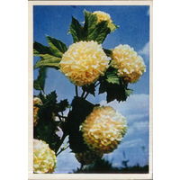 Чистая открытка 1965г. "Бульдонеж" фото В. Тюккель