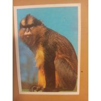 Календарь 1990 Обезьяна