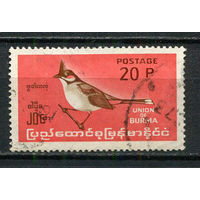 Бирма (Мьянма) - 1968 - Птицы 20Р - (есть тонкое место) - [Mi.204] - 1 марка. Гашеная.  (Лот 3JE)-TG2P5