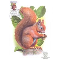 Беларусь 2025 Дикая природа фауна белка картмаксимум