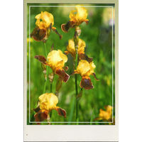 Почтовая карточка "Ирис Гей Хид"