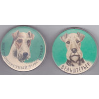 Жесткошерстный фокстерьер и вельштерьер.