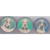 Жесткошерстный фокстерьер, вельштерьер и дратхаар.