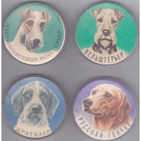 Жесткошерстный фокстерьер, вельштерьер, дратхаар и русская гончая.