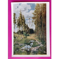 Саврасов. Просека в сосновом лесу. Чистая. 1964 года. 2403.